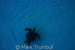 Honu Desert Landing by Mark Trumbull 